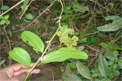 Smilax zeylanica